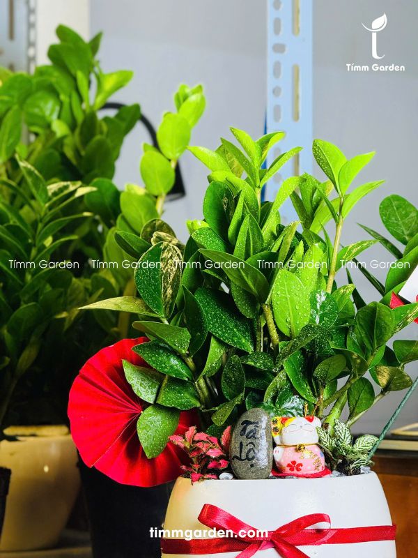 CHẬU CÂY KIM TIỀN – QUÀ TẶNG KHAI TRƯƠNG ĐỂ QUẦY LỄ TÂN (CAO 30–35CM) - Ảnh 4