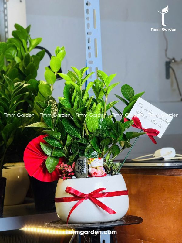 CHẬU CÂY KIM TIỀN – QUÀ TẶNG KHAI TRƯƠNG ĐỂ QUẦY LỄ TÂN (CAO 30–35CM) - Ảnh 6
