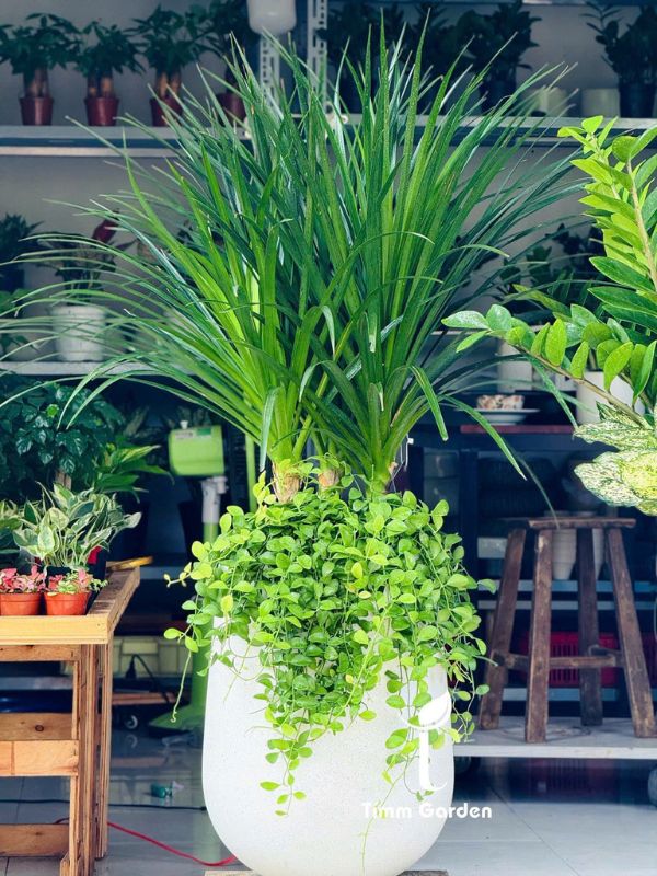 PHÁT TÀI NÚI THÁI - TẶNG KHAI TRƯƠNG, TÂN GIA - Ảnh 10