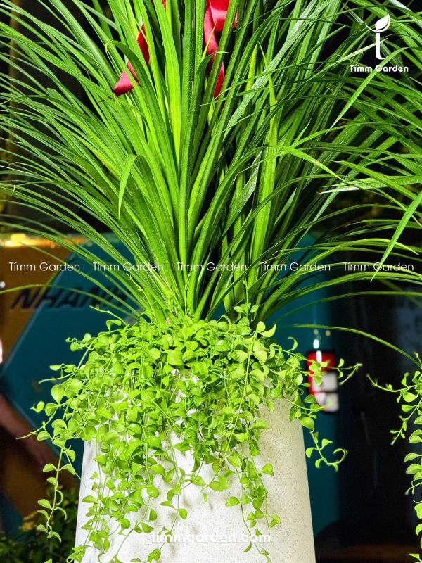 PHÁT TÀI NÚI THÁI - TẶNG KHAI TRƯƠNG, TÂN GIA - Ảnh 11