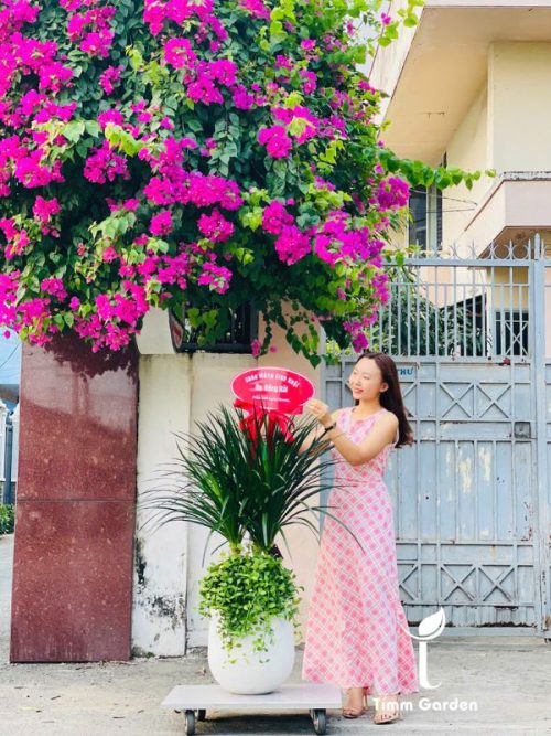 PHÁT TÀI NÚI THÁI - TẶNG KHAI TRƯƠNG, TÂN GIA