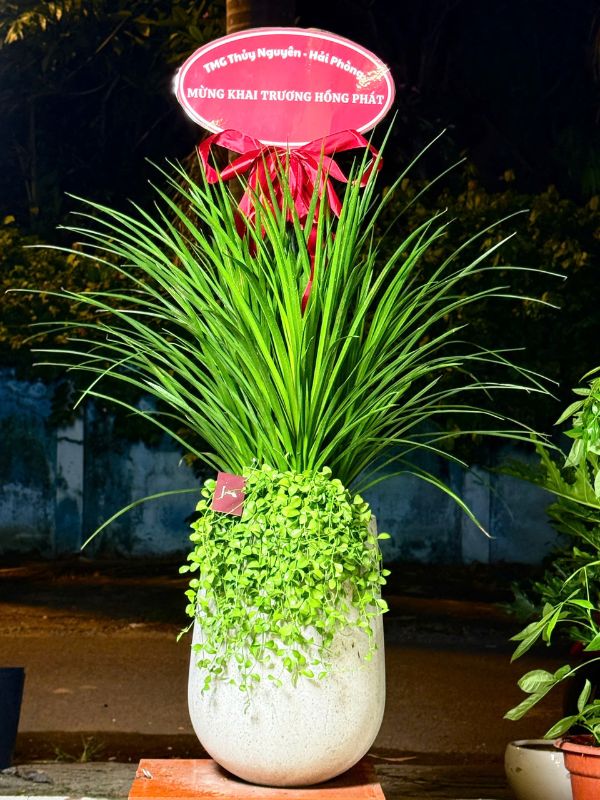 PHÁT TÀI NÚI THÁI - TẶNG KHAI TRƯƠNG, TÂN GIA - Ảnh 7
