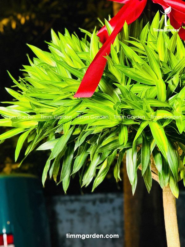 CÂY TRÚC PHÁT TÀI - TẶNG KHAI TRƯƠNG HCM - Ảnh 7